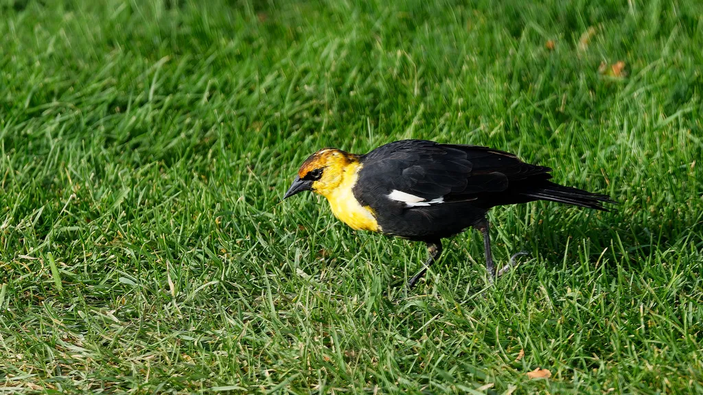 黄头黑鹂(Xanthocephalus xanthocephalus)