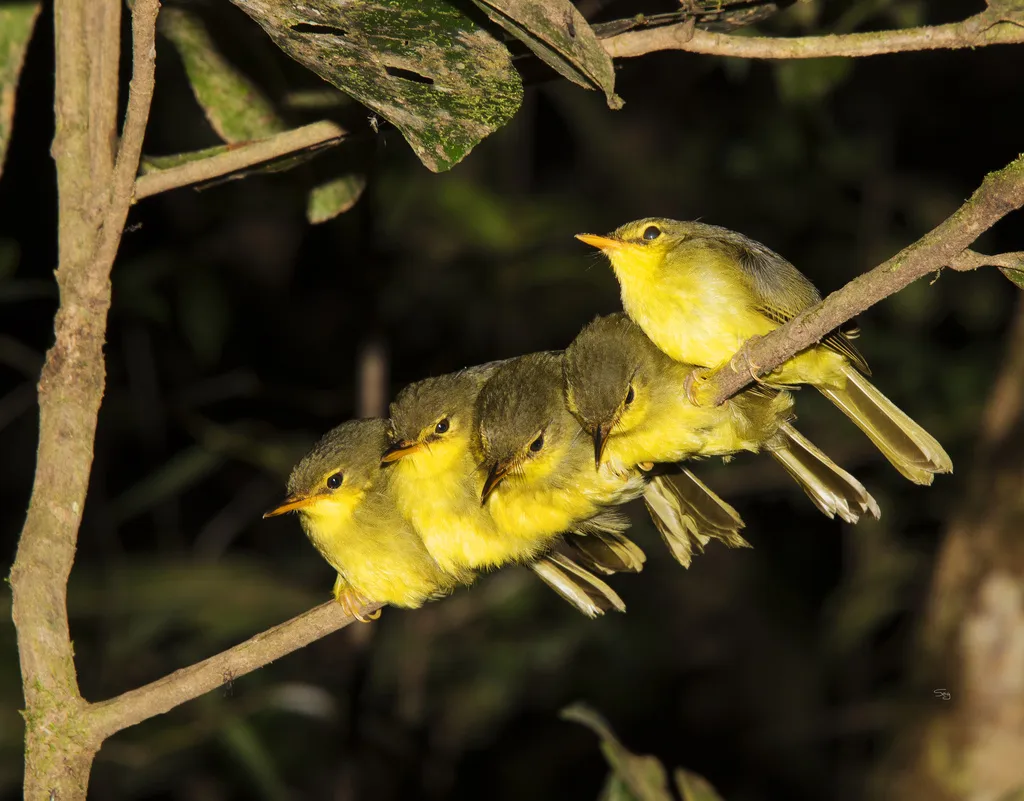 短嘴旋木鹎(Xanthomixis zosterops)