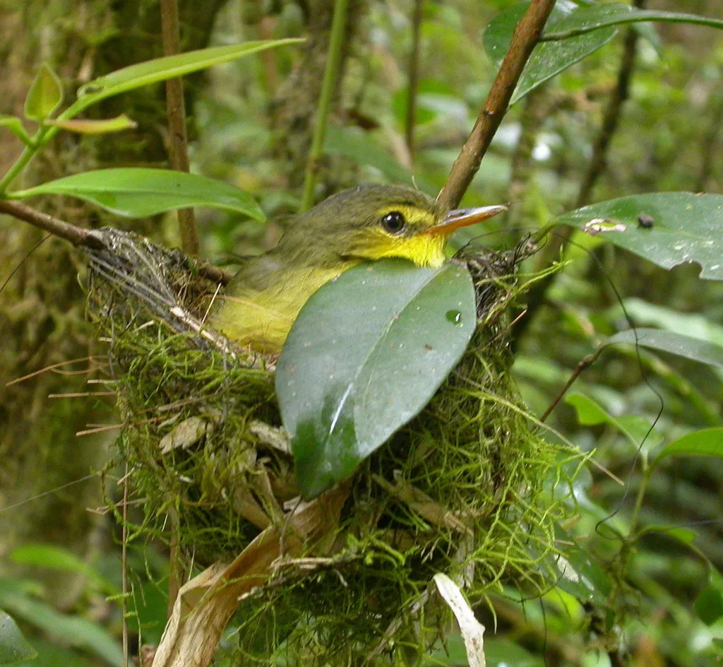 短嘴旋木鹎(Xanthomixis zosterops)