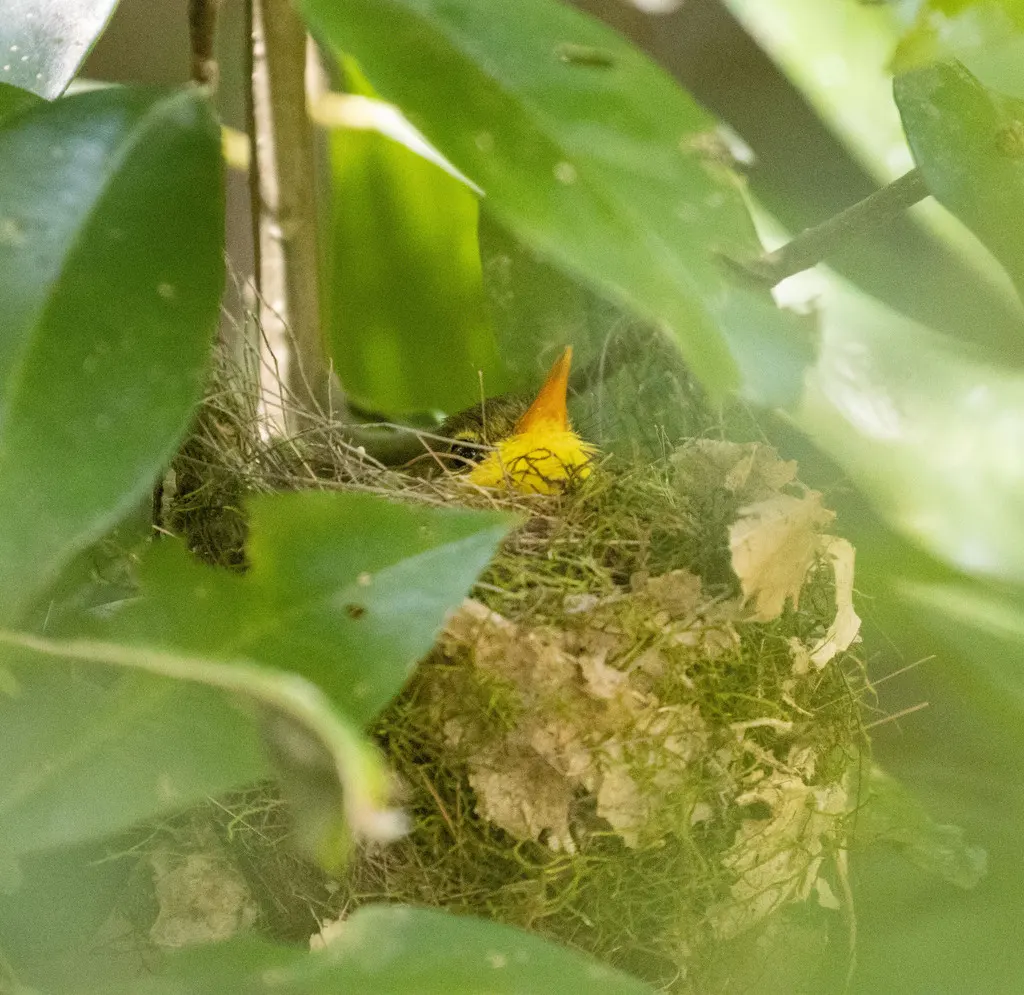 短嘴旋木鹎(Xanthomixis zosterops)