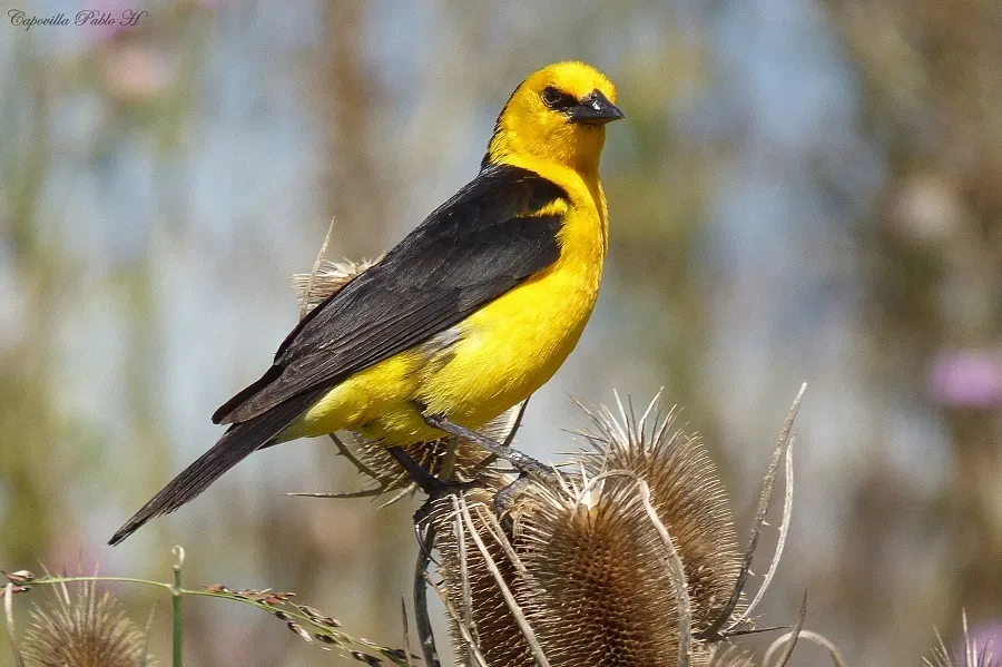 橙头黑鹂(Xanthopsar flavus)
