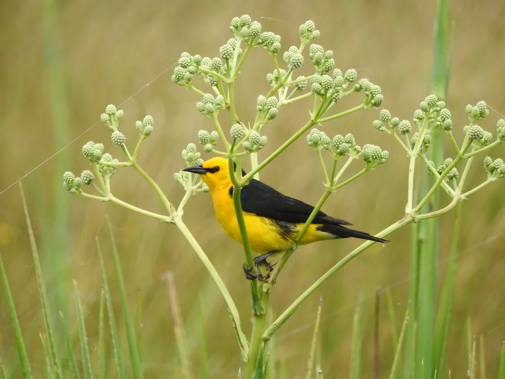 橙头黑鹂(Xanthopsar flavus)