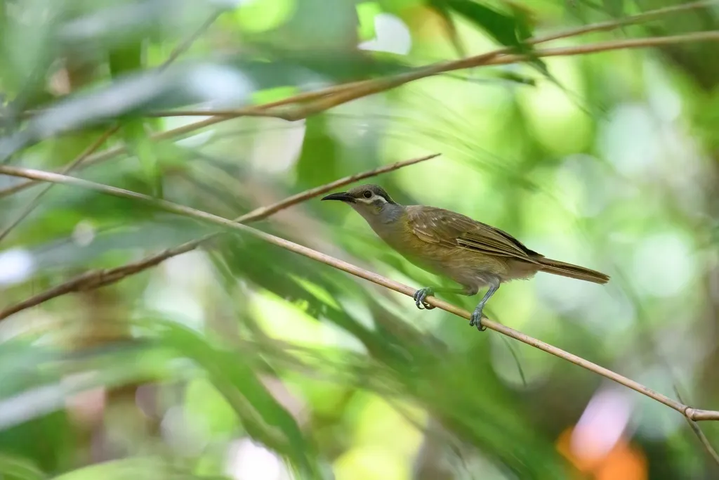 茶胸吸蜜鸟(Xanthotis flaviventer)