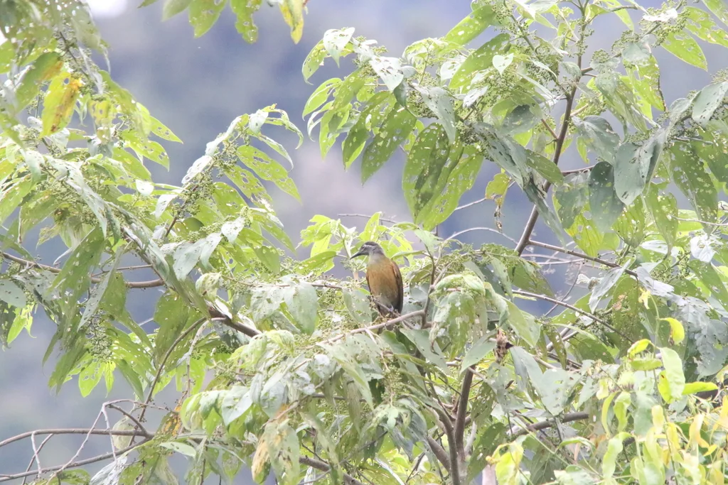 茶胸吸蜜鸟(Xanthotis flaviventer)