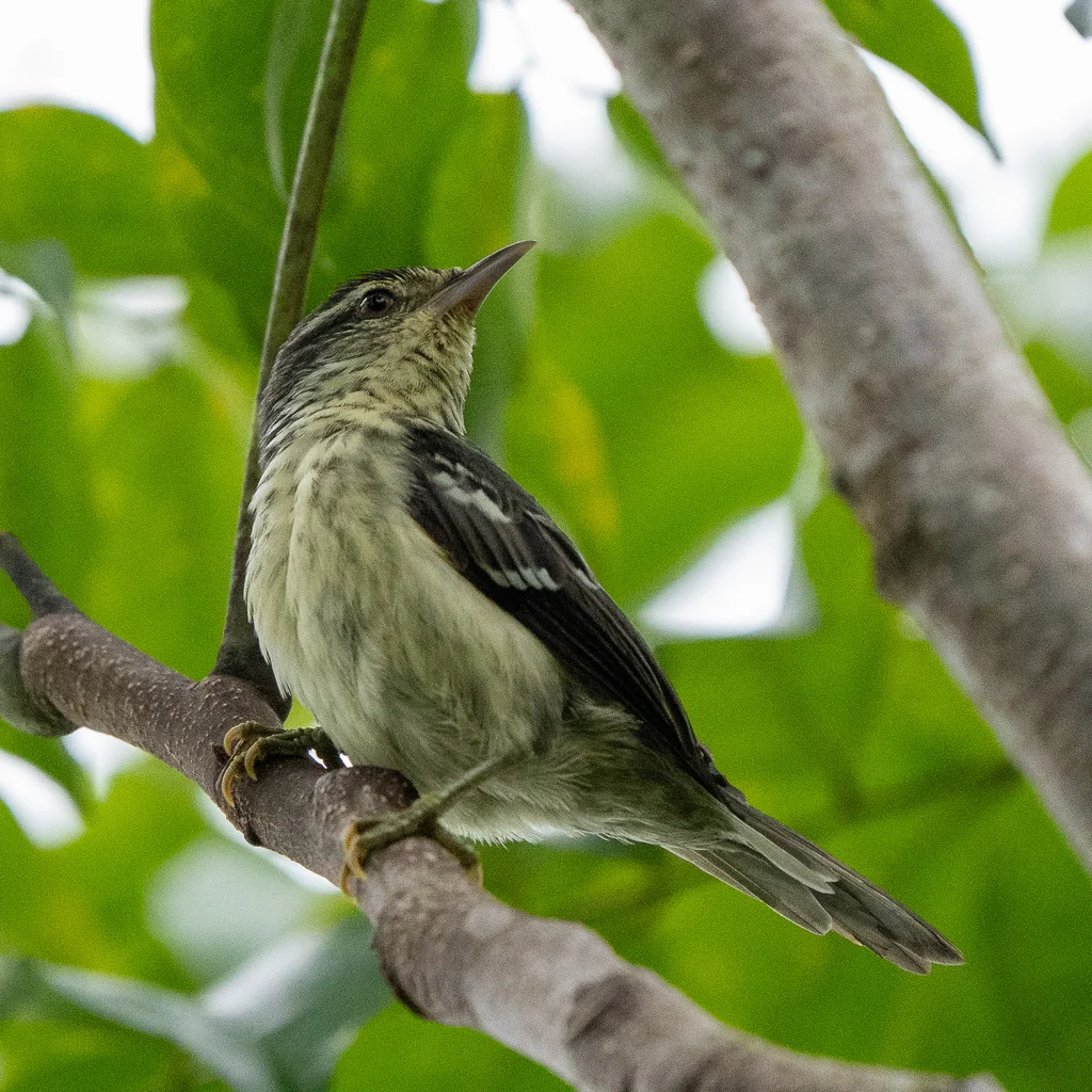 双斑灰尾雀（Xenerpestes minlosi）