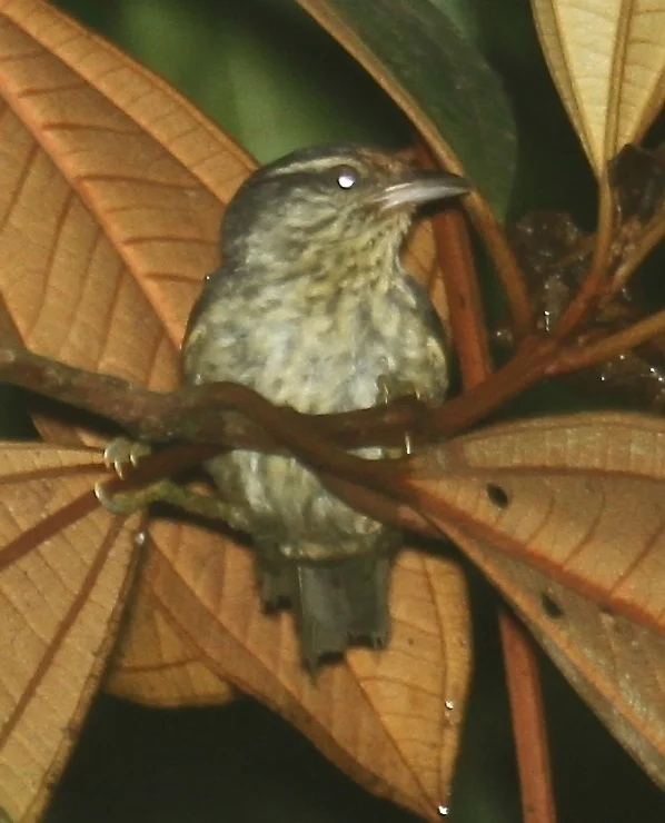 赤道灰尾雀(Xenerpestes singularis)