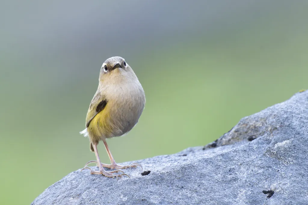 新西兰岩鹩(Xenicus gilviventris)