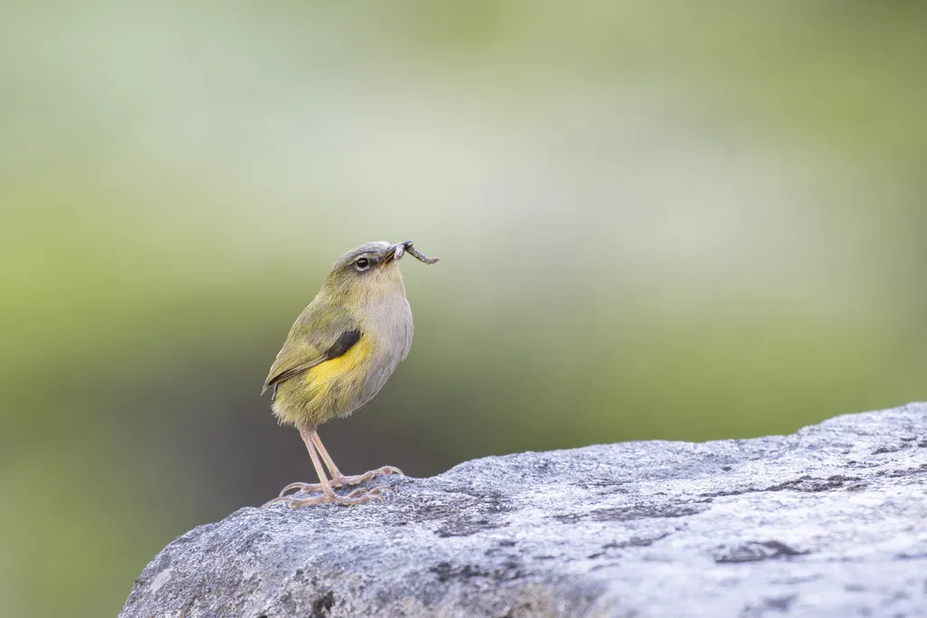 新西兰岩鹩(Xenicus gilviventris)