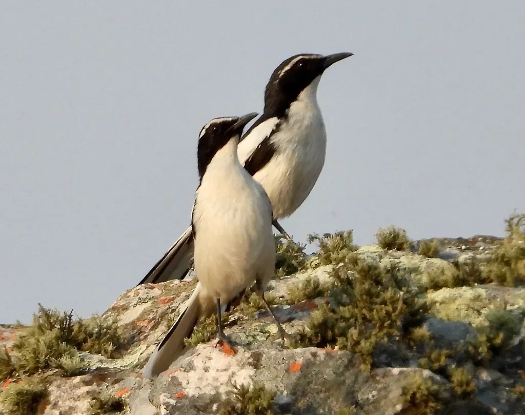 穴䳭(Xenocopsychus ansorgei)
