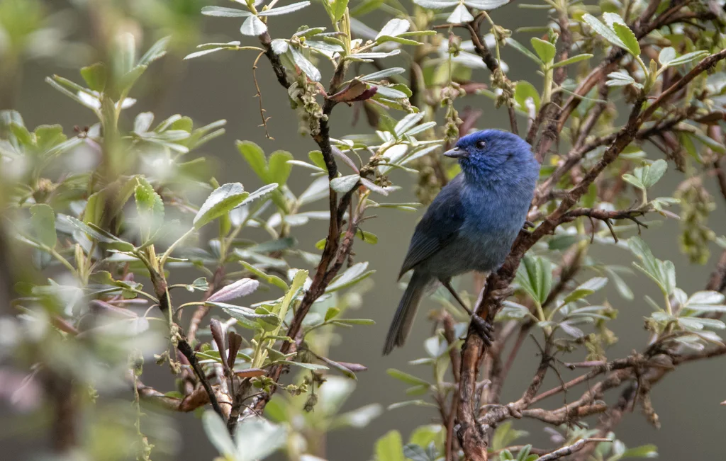 辉蓝锥嘴雀(Xenodacnis parina)