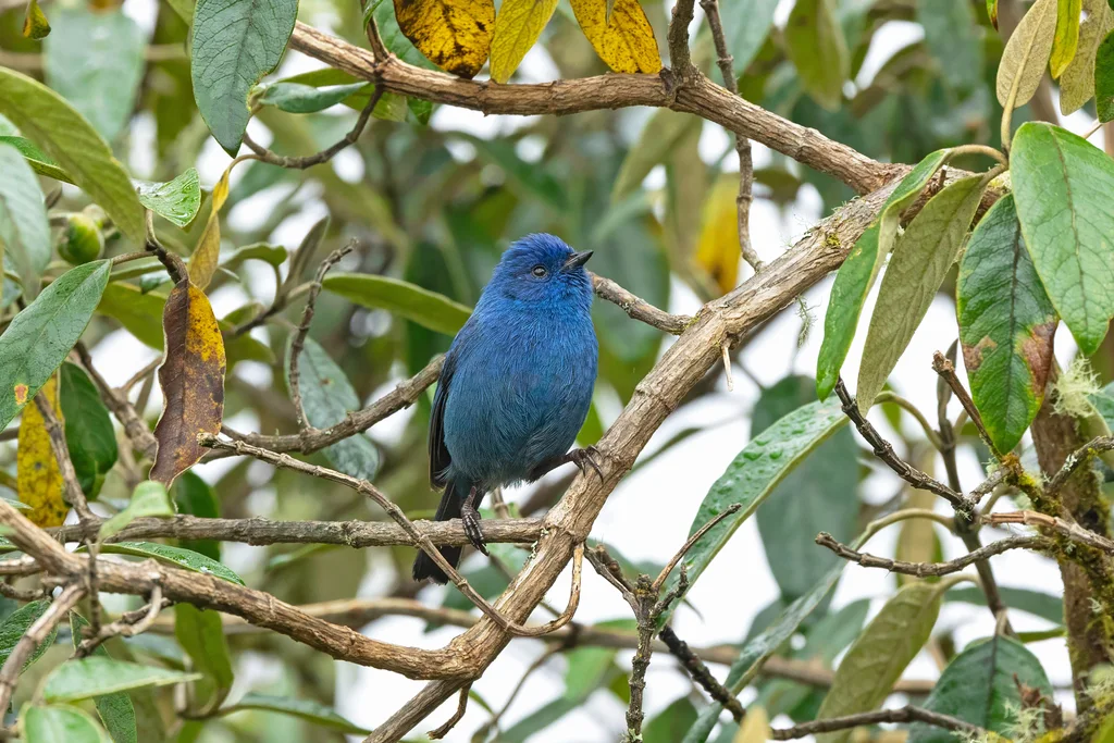 辉蓝锥嘴雀(Xenodacnis parina)