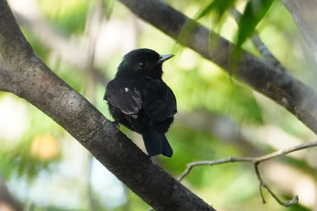 黑娇鹟(Xenopipo atronitens)