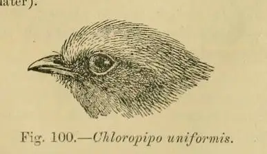 橄榄绿娇鹟(Xenopipo uniformis)