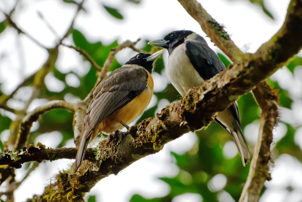 白额厚嘴鵙(Xenopirostris polleni)