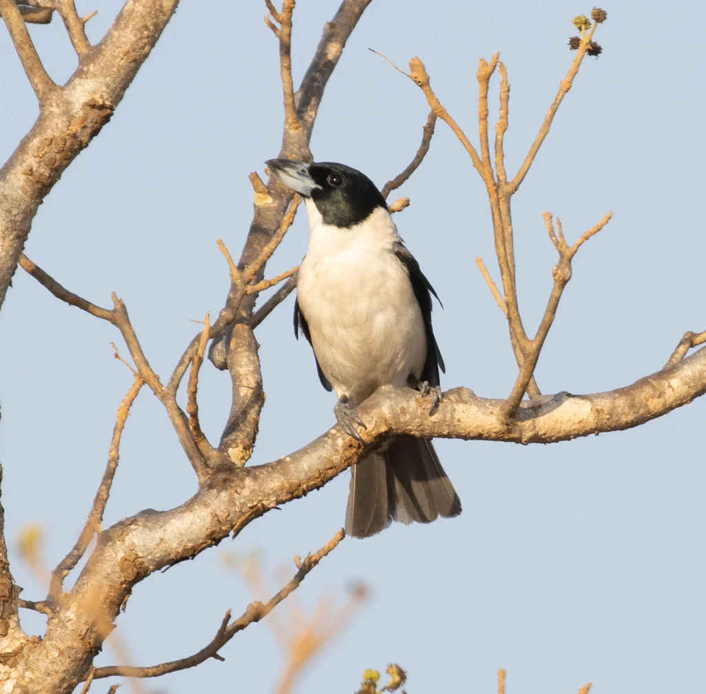 拉氏厚嘴鵙(Xenopirostris xenopirostris)