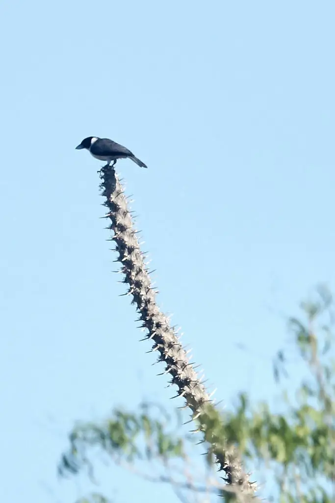 拉氏厚嘴鵙(Xenopirostris xenopirostris)