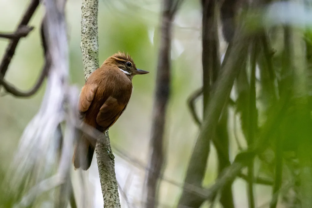亚马孙纯色翘嘴雀(Xenops genibarbis)