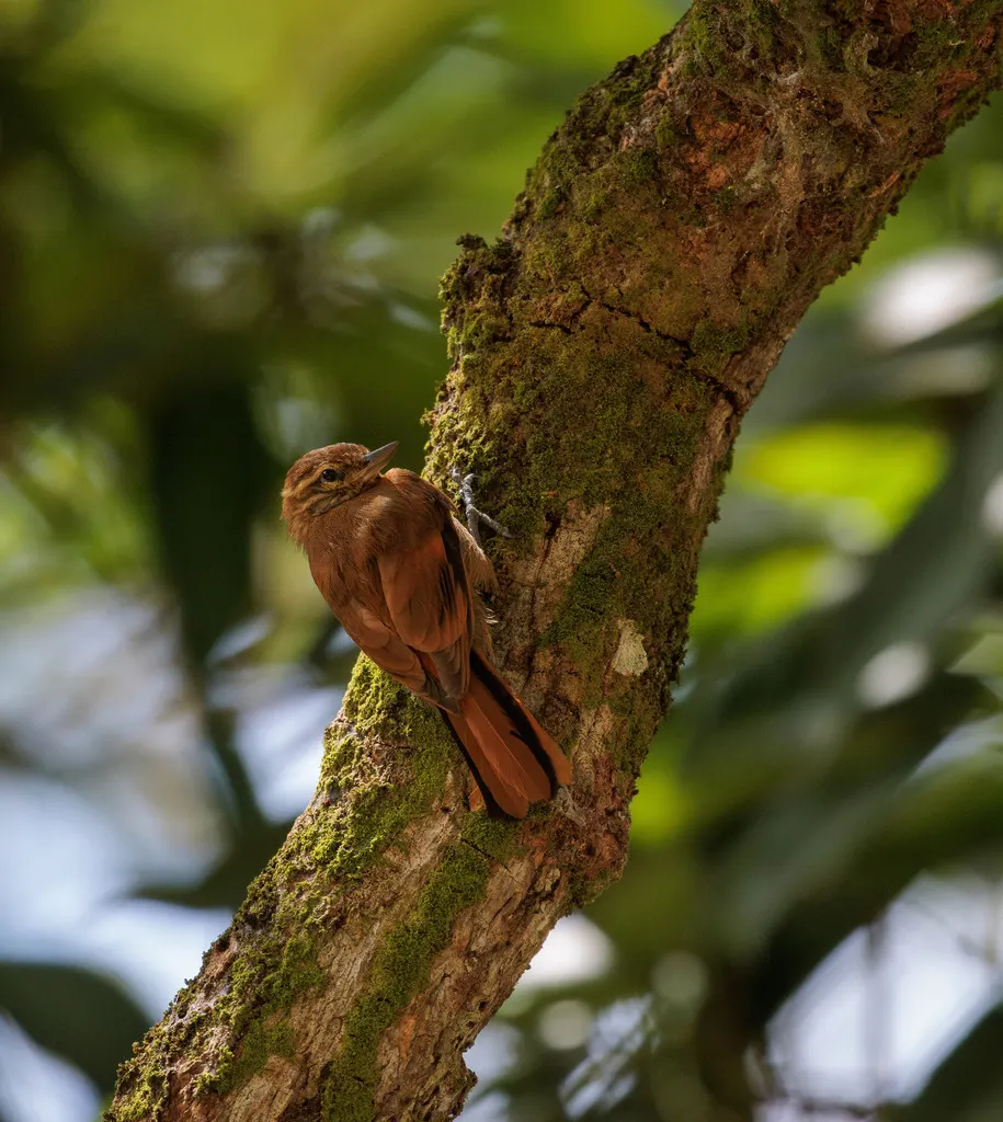 亚马孙纯色翘嘴雀(Xenops genibarbis)