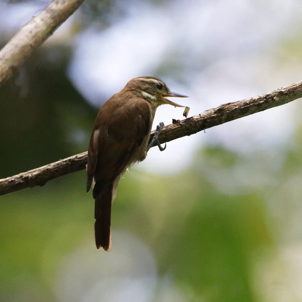 北纯色翘嘴雀(Xenops mexicanus)