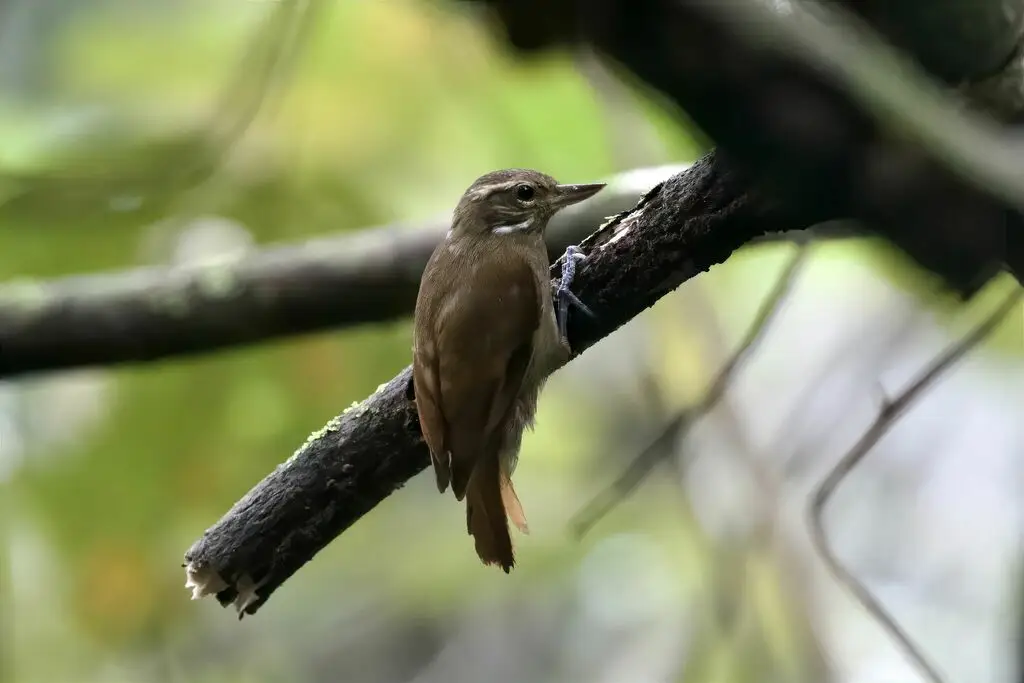 北纯色翘嘴雀(Xenops mexicanus)