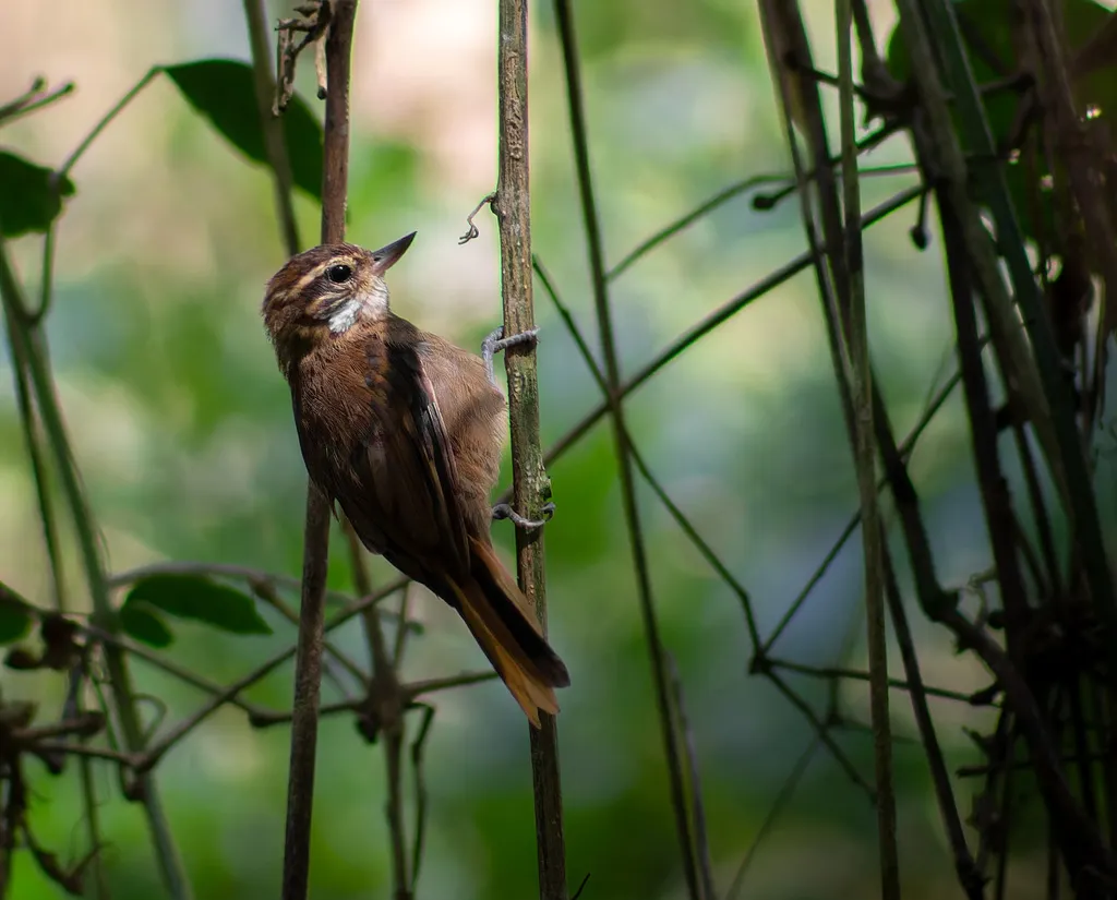 白喉翘嘴雀(Xenops minutus)