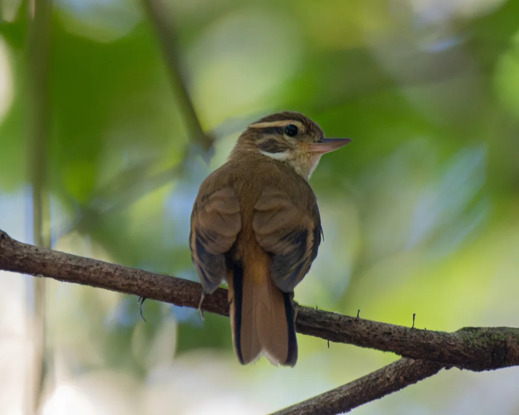 白喉翘嘴雀(Xenops minutus)
