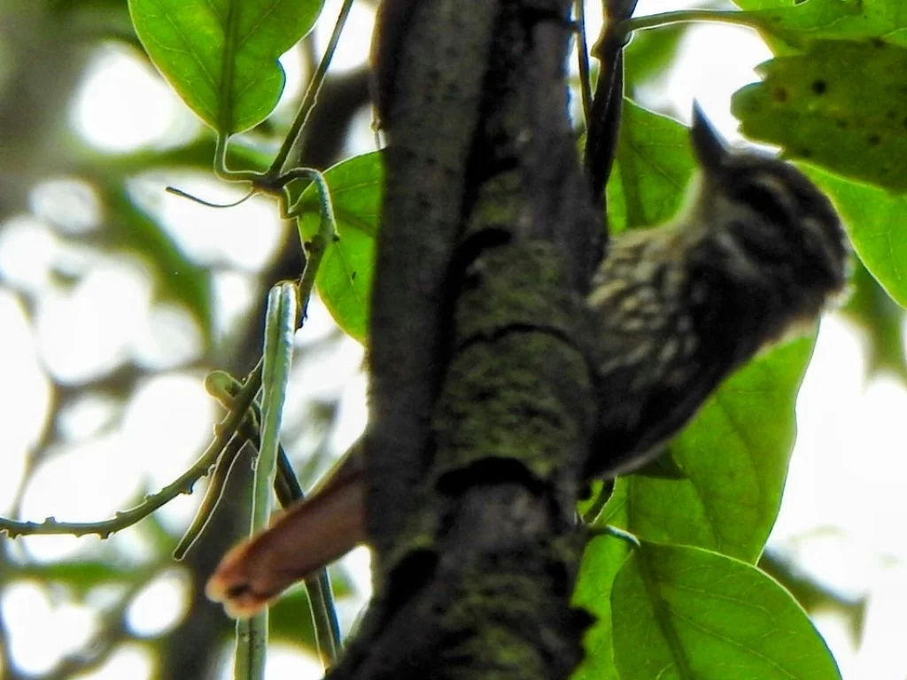纵纹翘嘴雀(Xenops rutilans)
