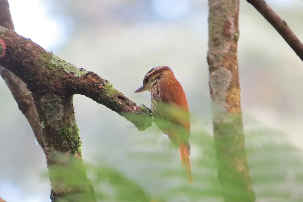 纵纹翘嘴雀(Xenops rutilans)