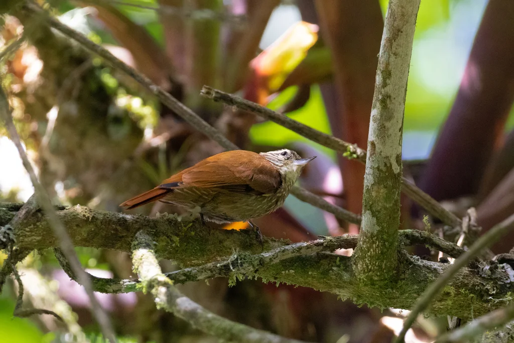 纵纹翘嘴雀(Xenops rutilans)
