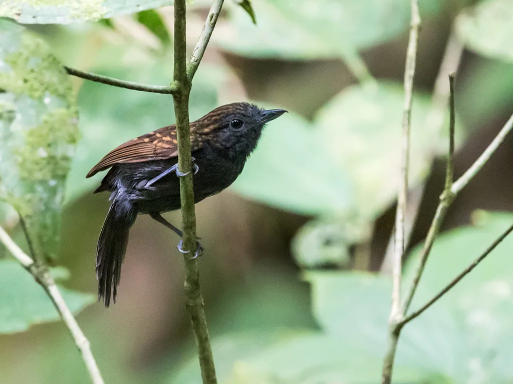 点胸蚁鵙(Xenornis setifrons)