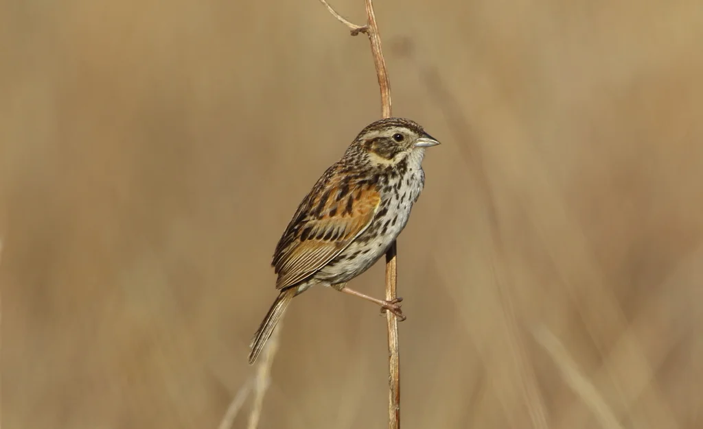 异雀鹀(Xenospiza baileyi)
