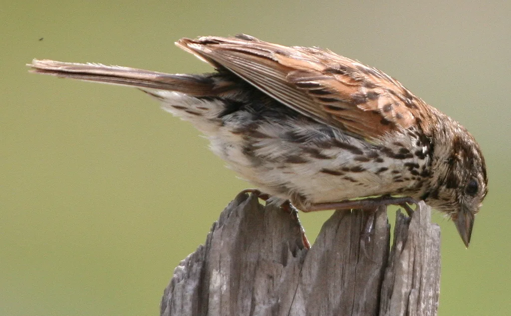 异雀鹀(Xenospiza baileyi)