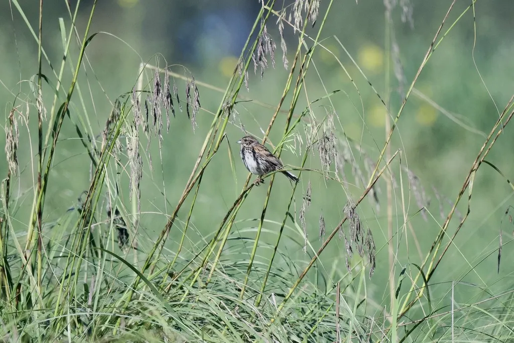 异雀鹀(Xenospiza baileyi)