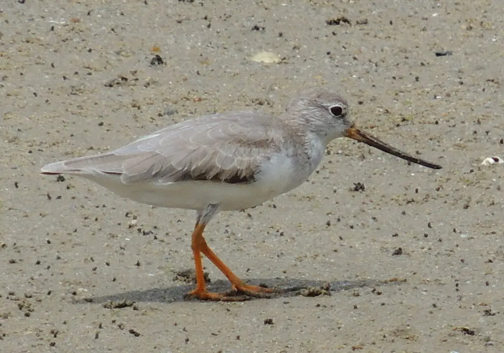 翘嘴鹬(Xenus cinereus)
