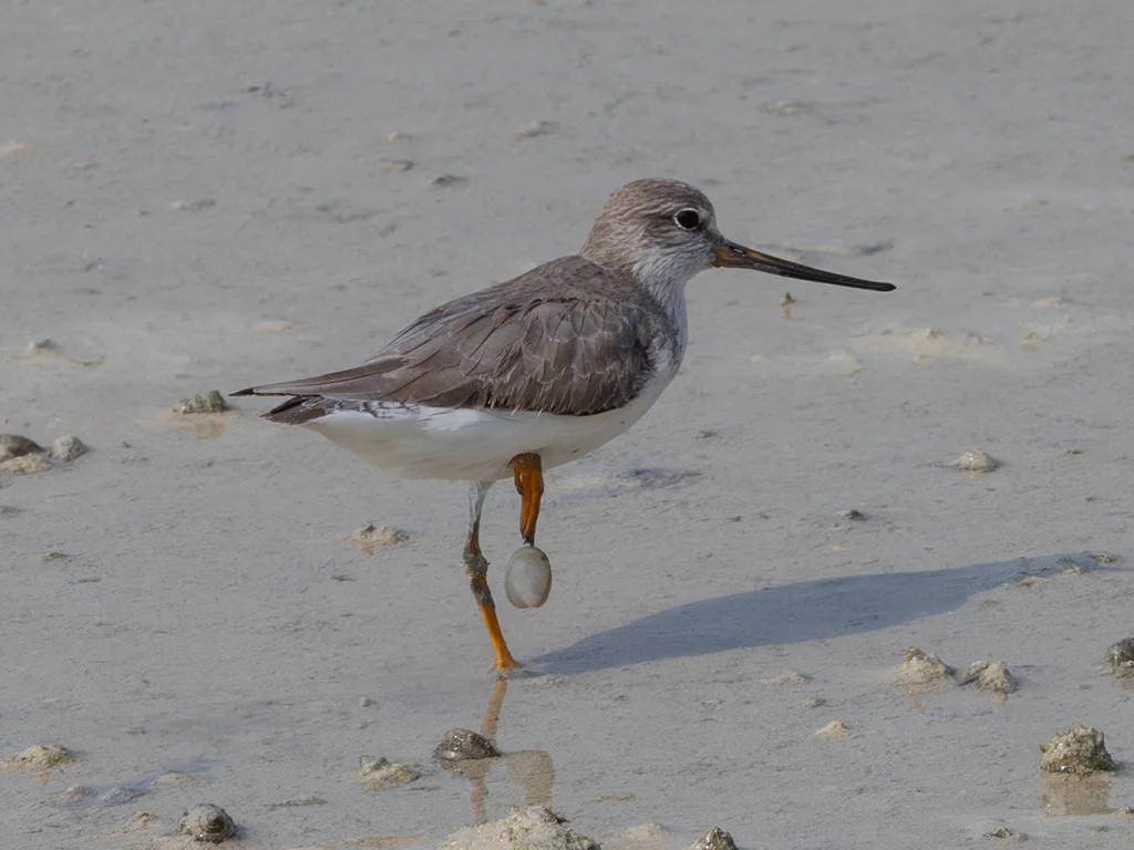 翘嘴鹬(Xenus cinereus)