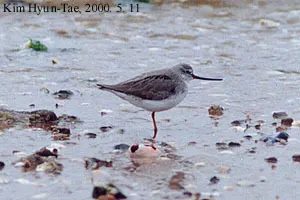 翘嘴鹬(Xenus cinereus)