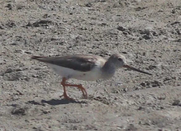 翘嘴鹬(Xenus cinereus)