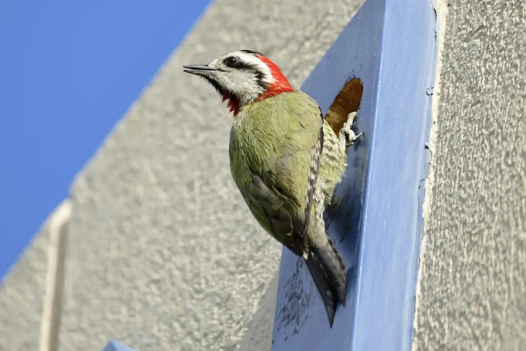古巴绿啄木鸟(Xiphidiopicus percussus)
