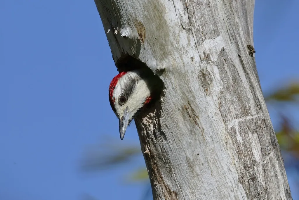 古巴绿啄木鸟(Xiphidiopicus percussus)