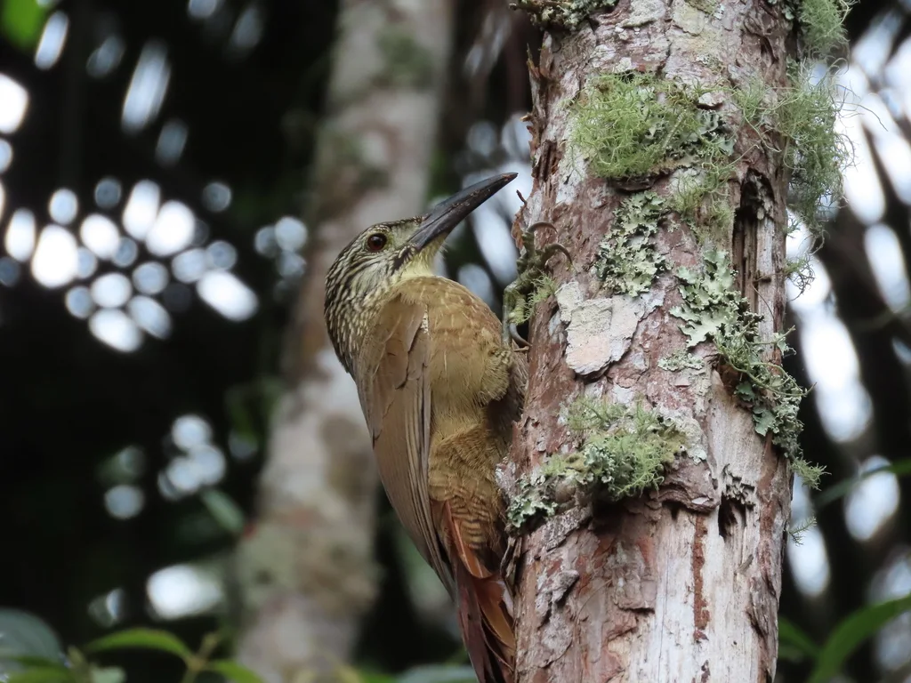 白喉䴕雀(Xiphocolaptes albicollis)