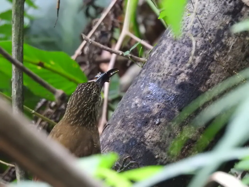 白喉䴕雀(Xiphocolaptes albicollis)