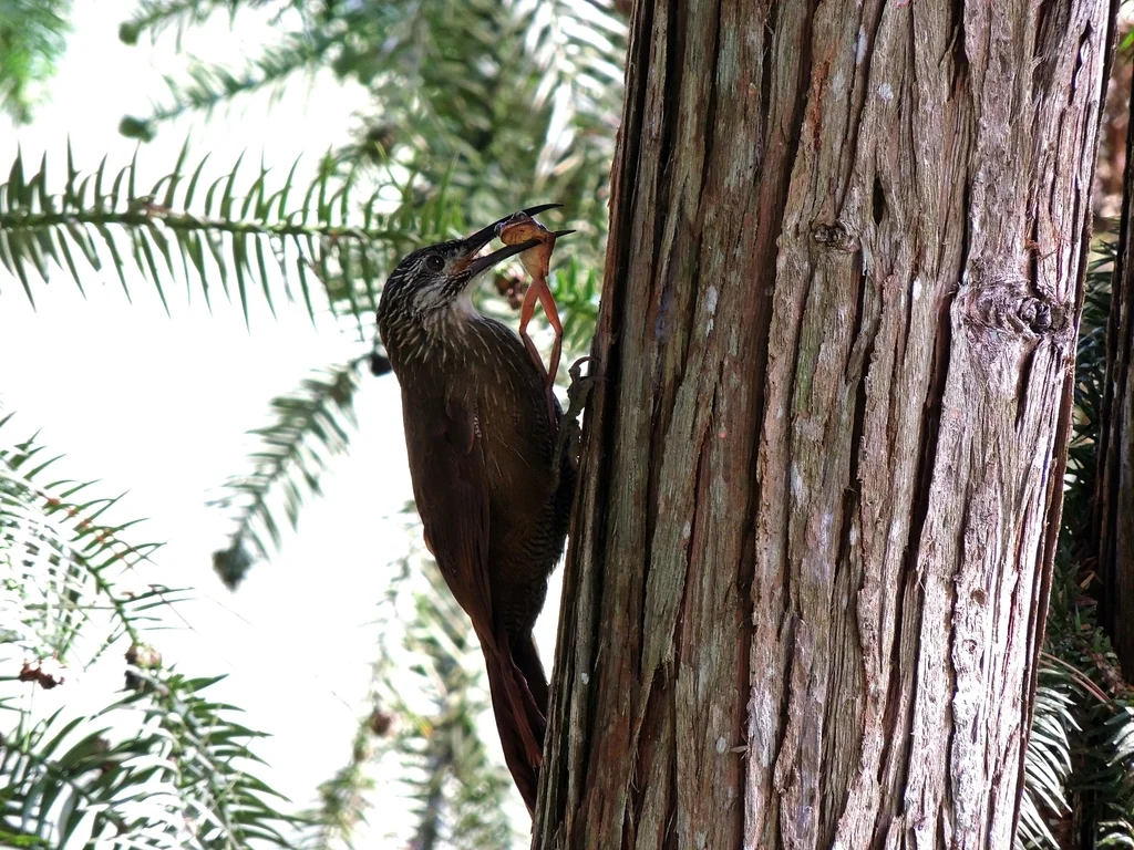 白喉䴕雀(Xiphocolaptes albicollis)