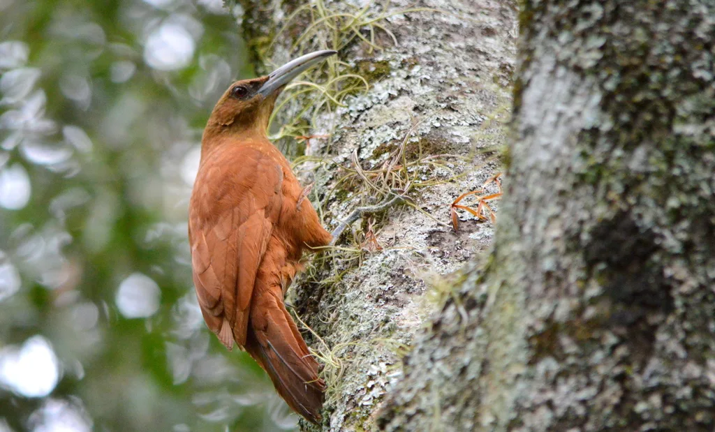 大棕䴕雀(Xiphocolaptes major)