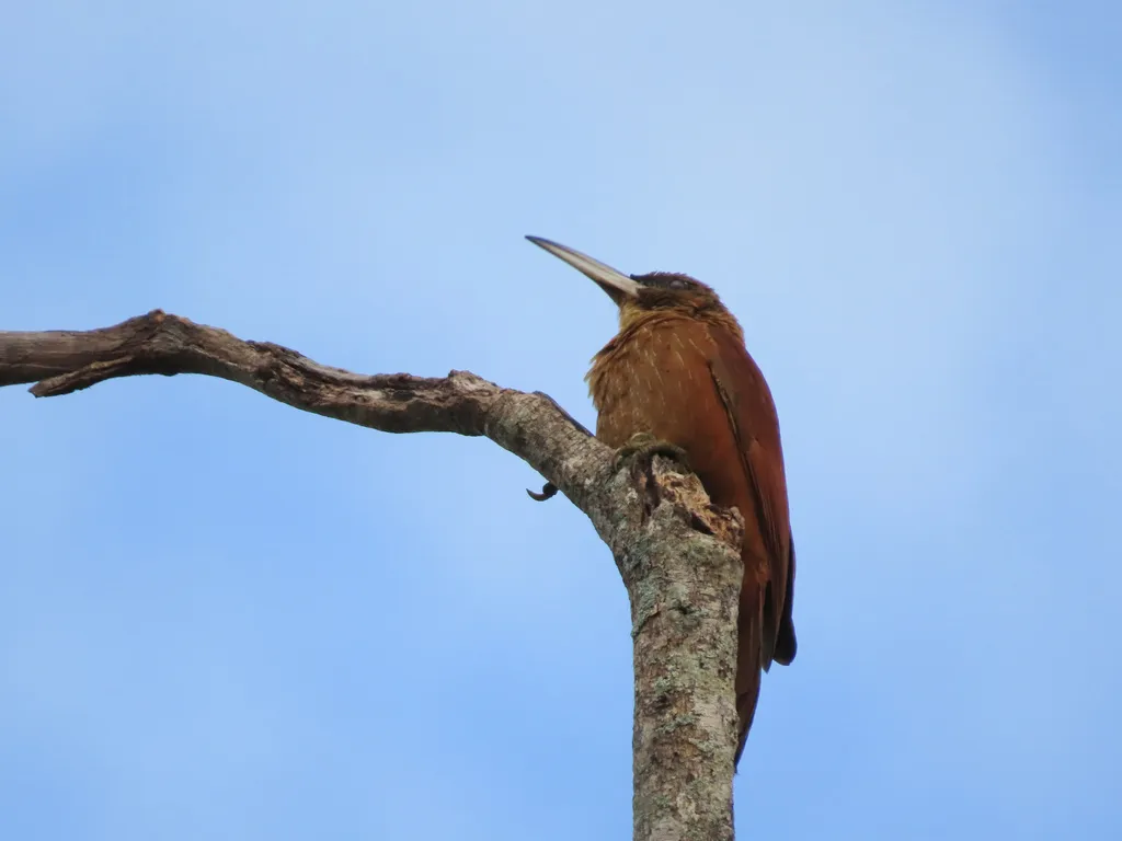大棕䴕雀(Xiphocolaptes major)