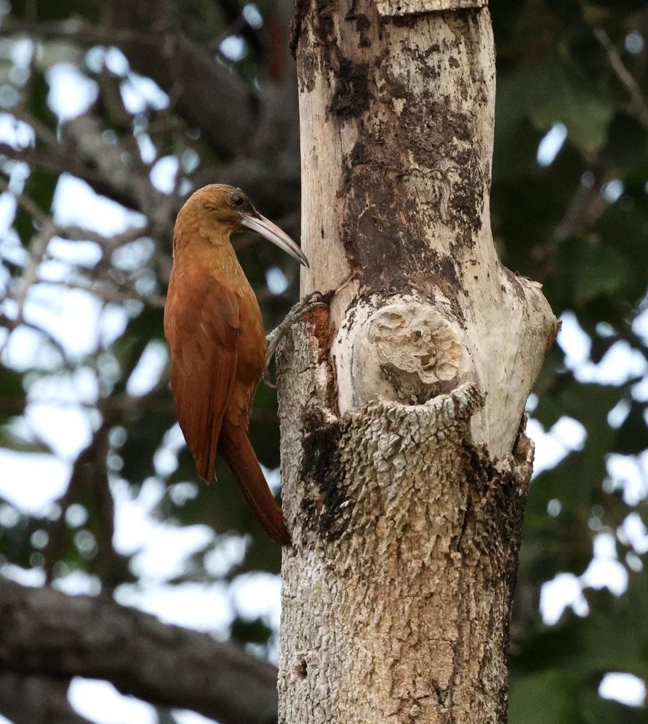 大棕䴕雀(Xiphocolaptes major)