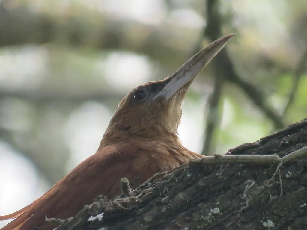 大棕䴕雀(Xiphocolaptes major)