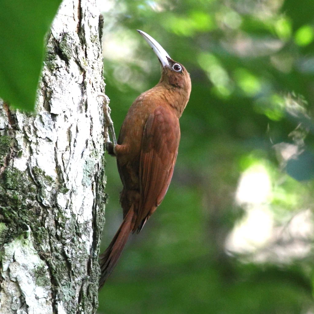 大棕䴕雀(Xiphocolaptes major)