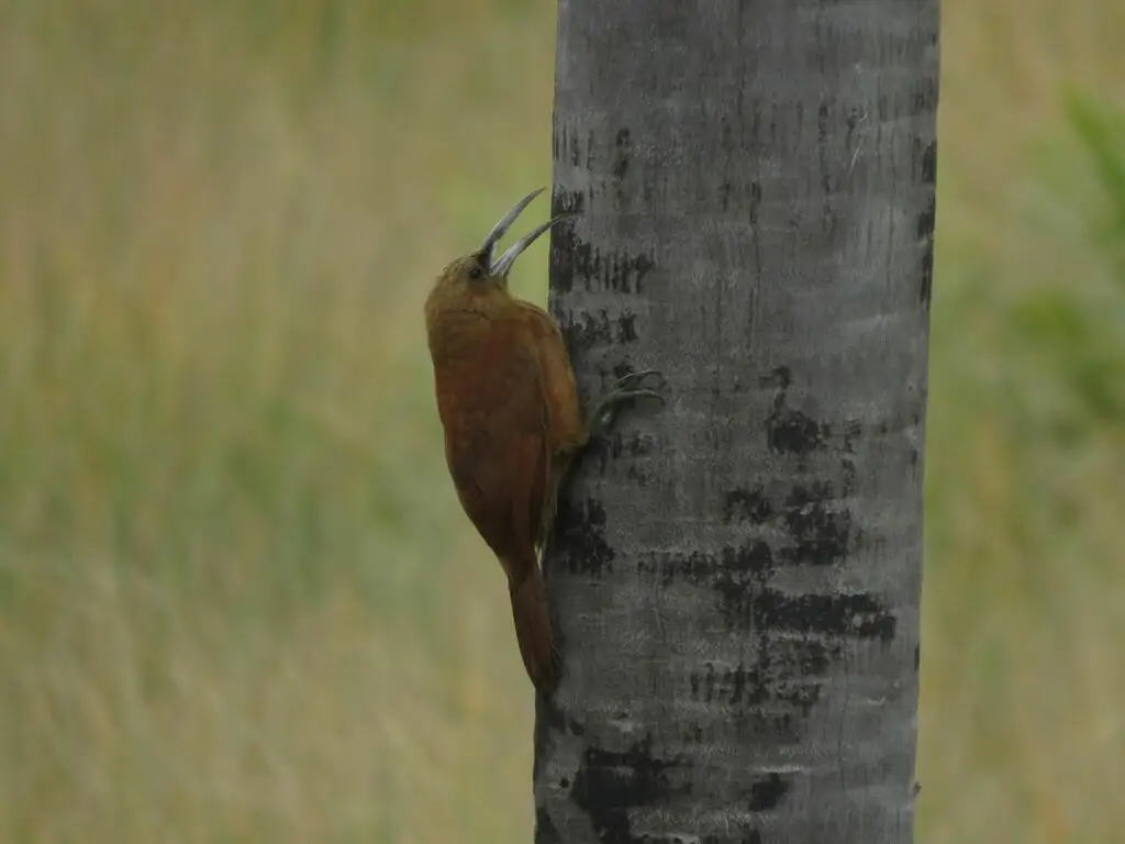 大棕䴕雀(Xiphocolaptes major)