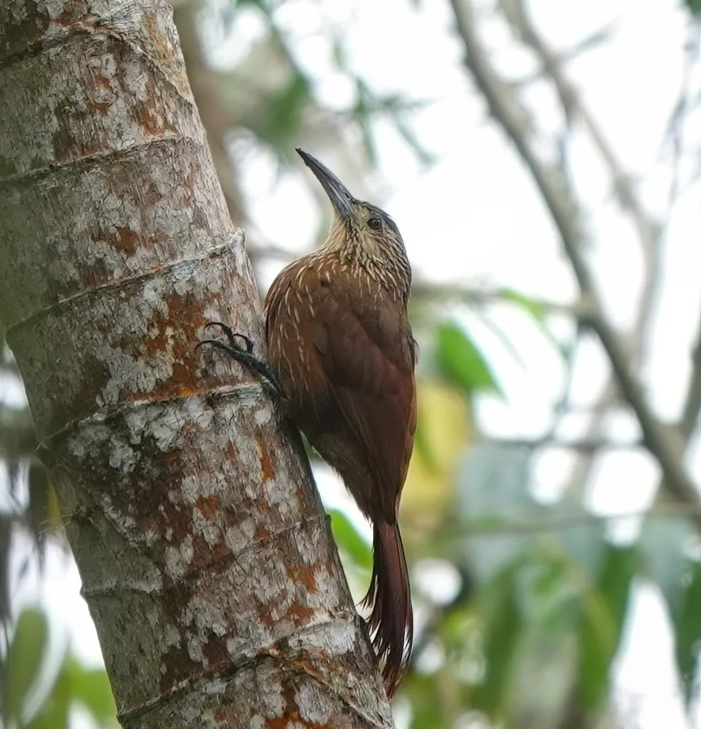 强嘴䴕雀(Xiphocolaptes promeropirhynchus)