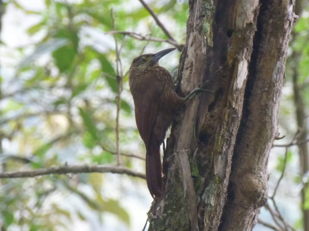 强嘴䴕雀(Xiphocolaptes promeropirhynchus)